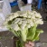 万亩菜花青梗白面有机菜花徐州沛县