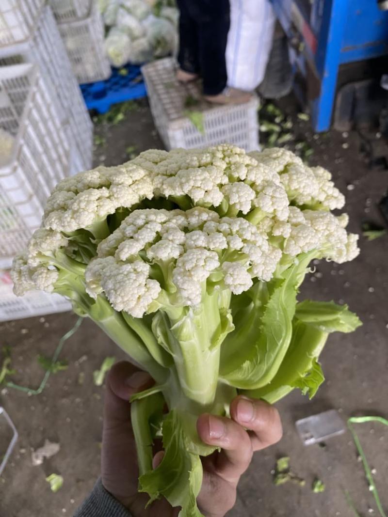 万亩菜花青梗白面有机菜花徐州沛县