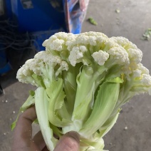 万亩菜花青梗白面有机菜花徐州沛县