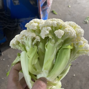 万亩菜花青梗白面有机菜花徐州沛县