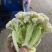 万亩菜花青梗白面有机菜花徐州沛县