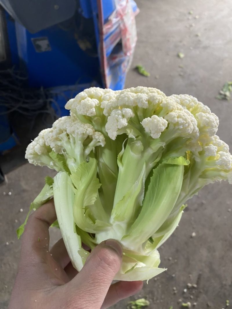 万亩菜花青梗白面有机菜花徐州沛县