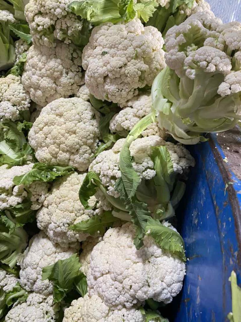 万亩菜花青梗白面有机菜花徐州沛县