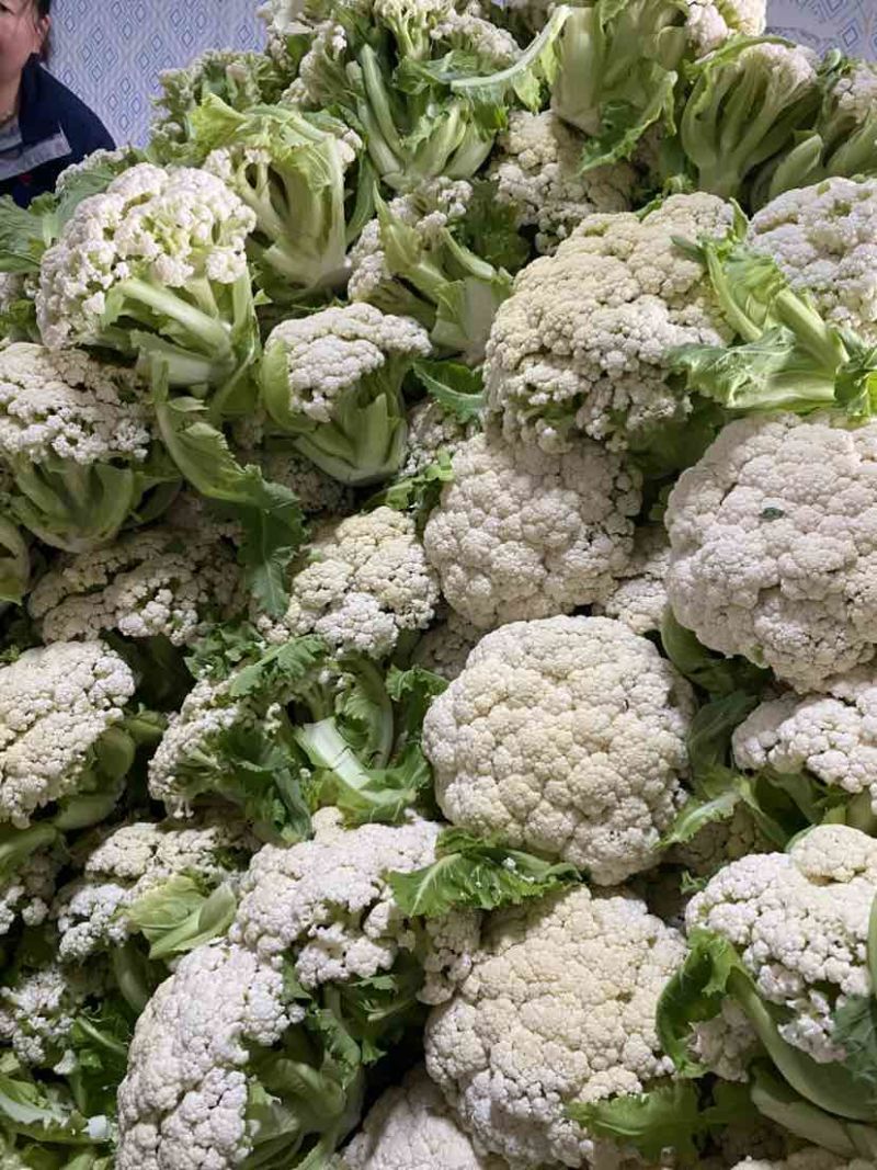 万亩菜花青梗白面有机菜花徐州沛县