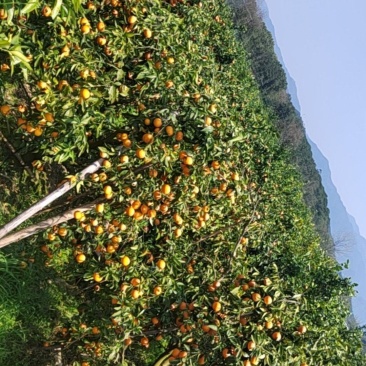 广西沃柑