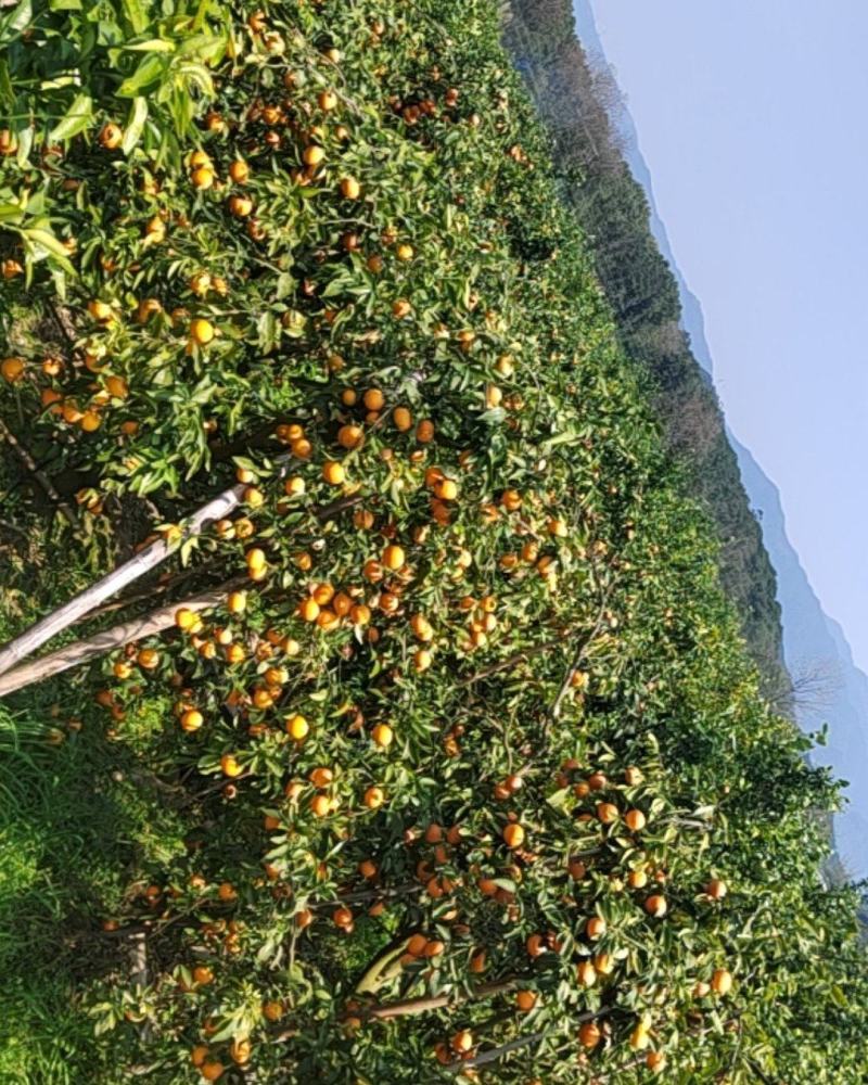 广西沃柑