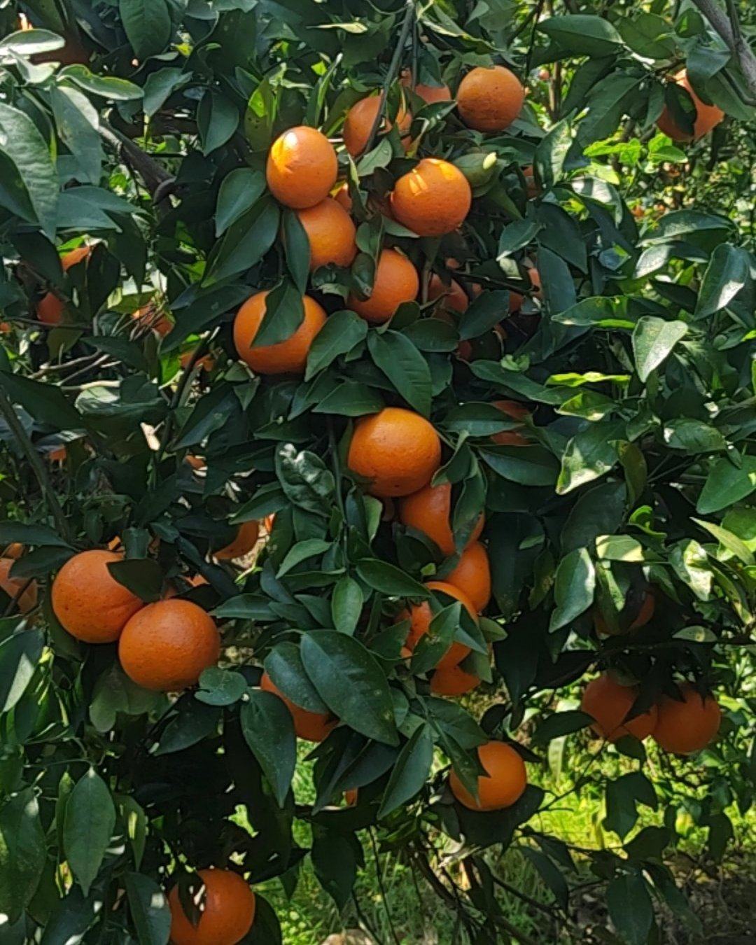 广西沃柑