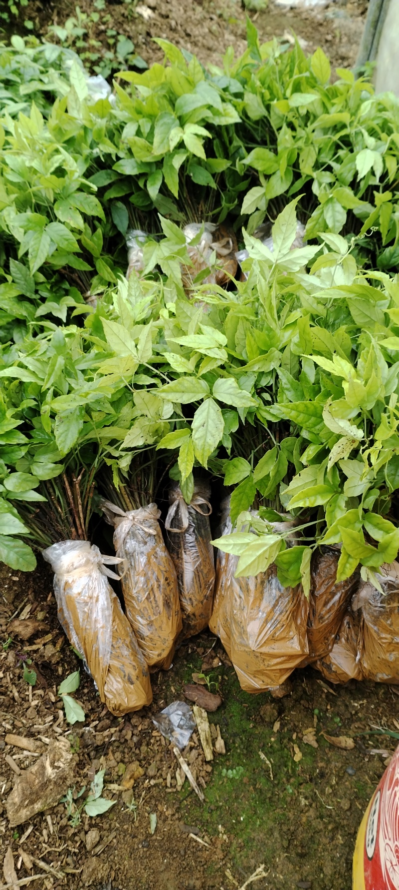 优质小叶紫藤三叶青种苗基地现货现发