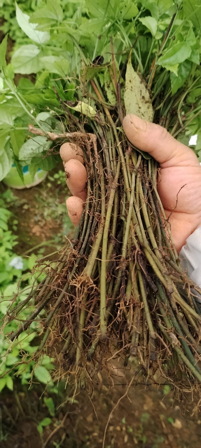 优质小叶紫藤三叶青种苗基地现货现发