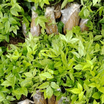 优质小叶紫藤三叶青种苗基地现货现发