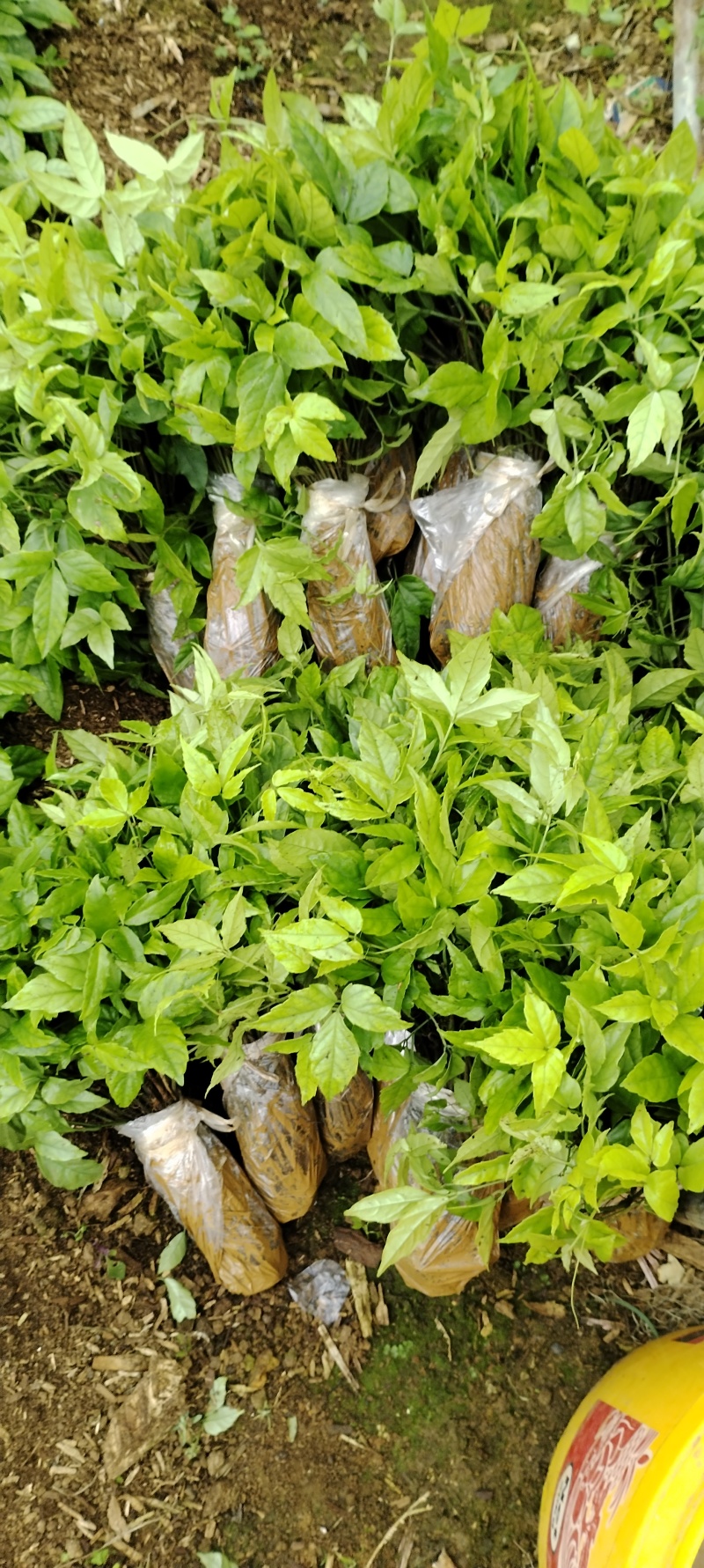 优质小叶紫藤三叶青种苗基地现货现发