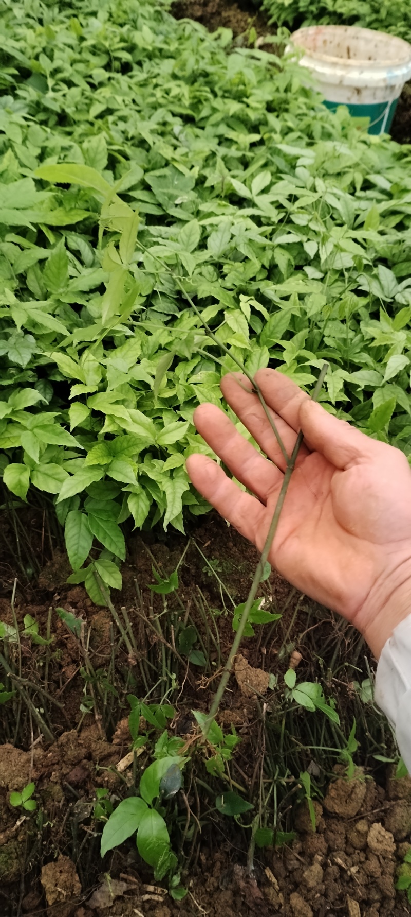 优质小叶紫藤三叶青种苗基地现货现发