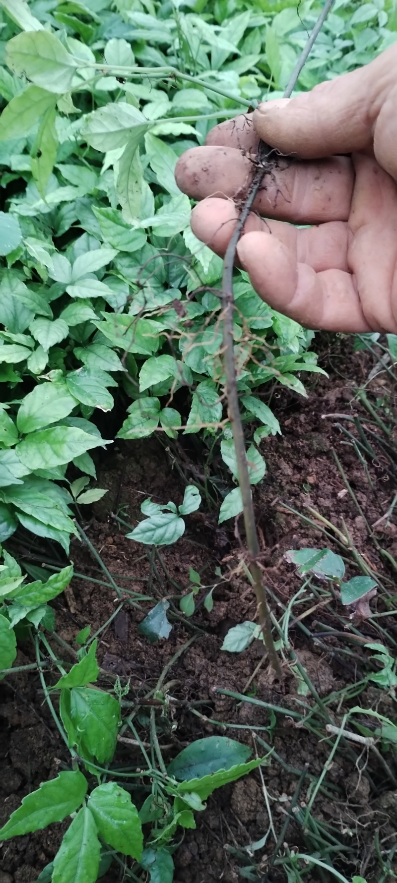 优质小叶紫藤三叶青种苗基地现货现发