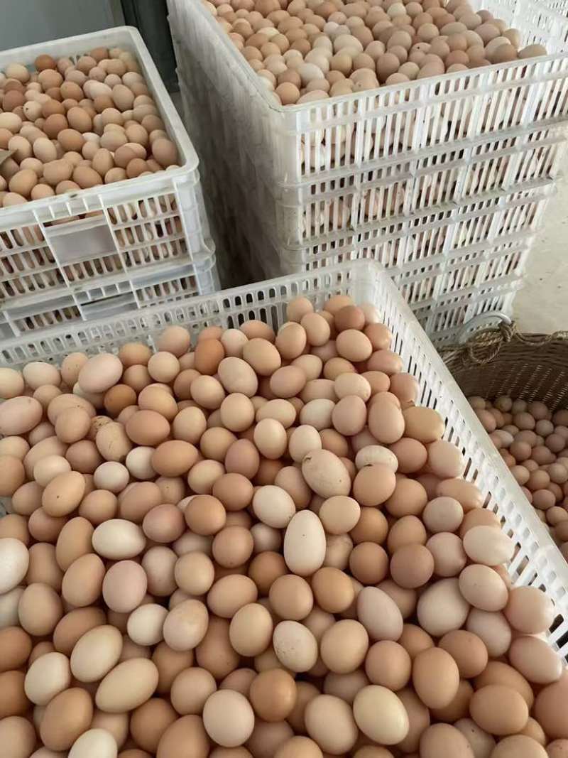 三黄鸡初生蛋