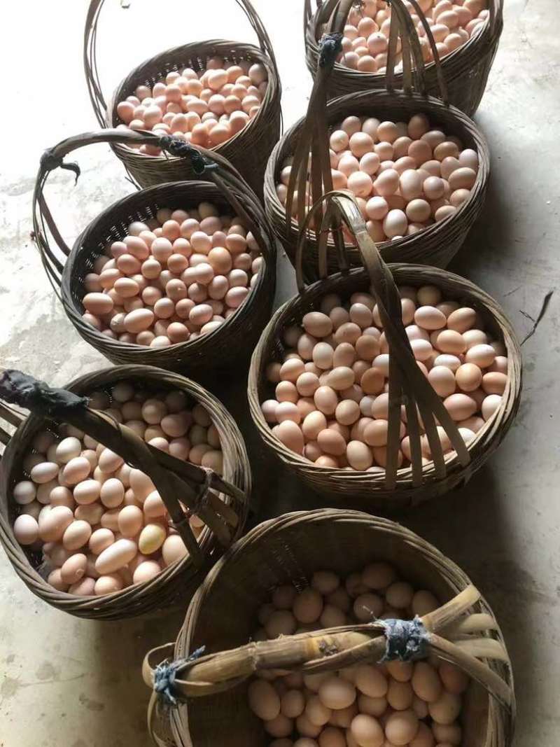 三黄鸡初生蛋