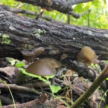 深山木耳泡发率高，口感软娜，150一斤，干货