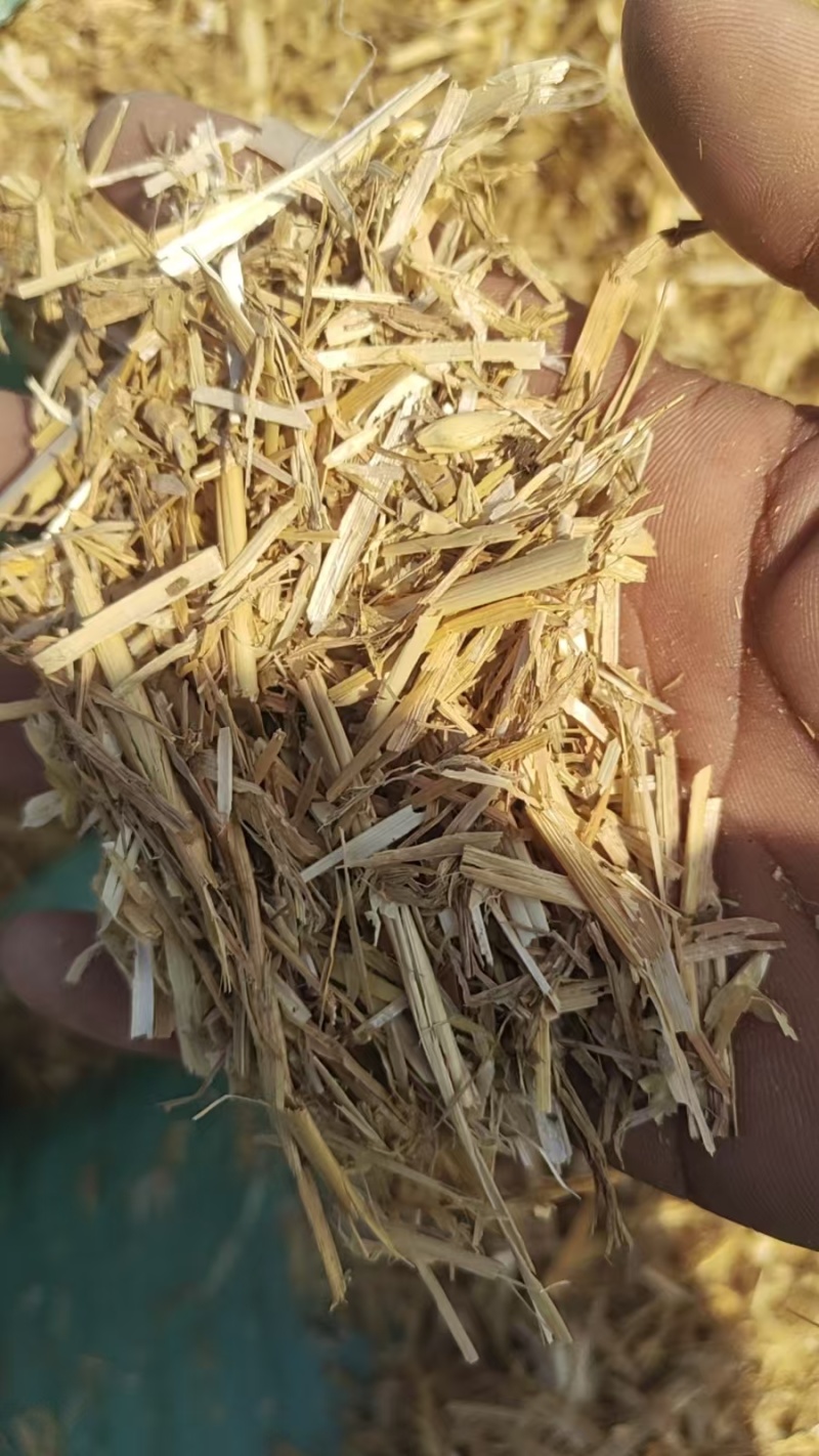 安微柔丝除尘小麦草，喂牛很好