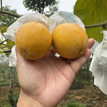 热情果