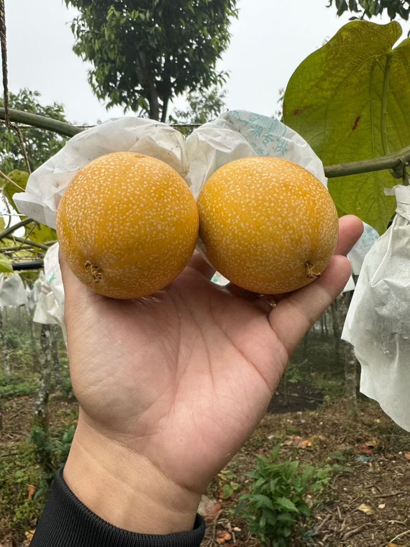 热情果