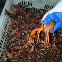 小龙虾