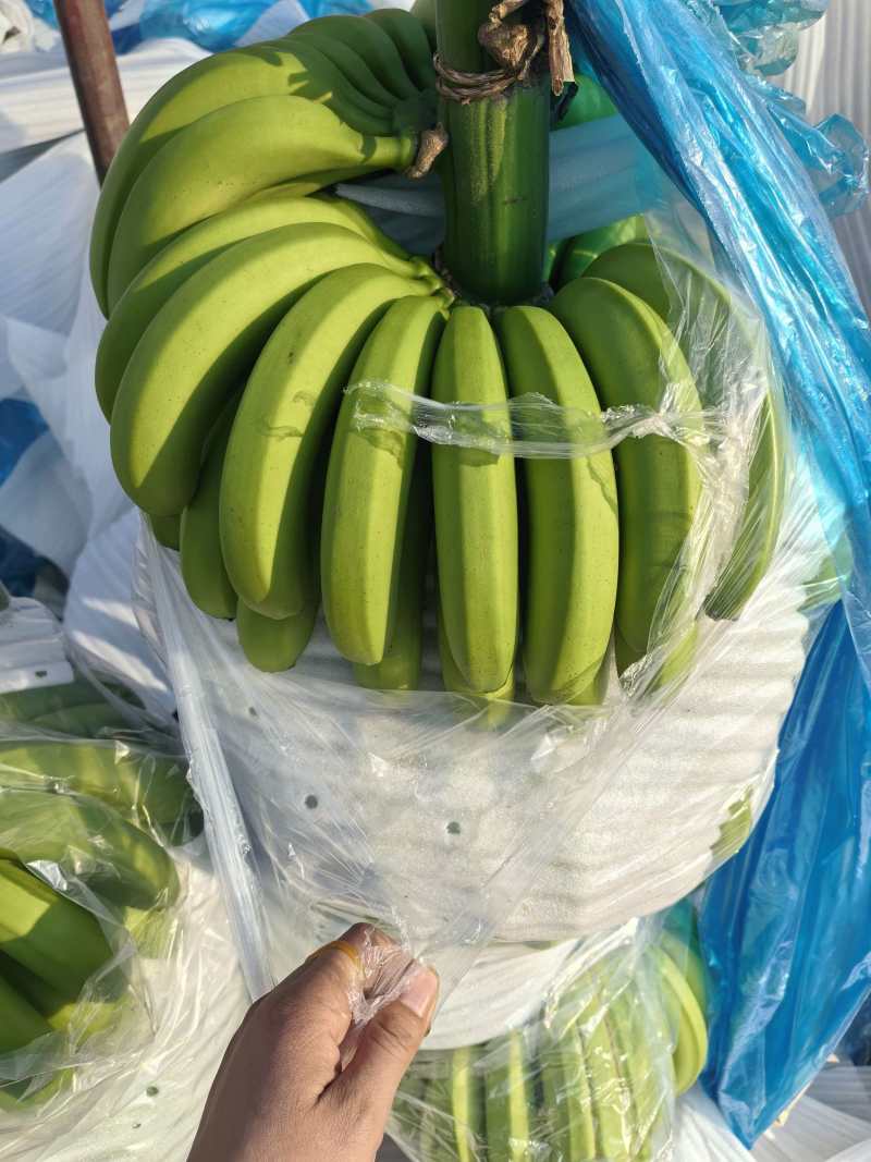 香蕉