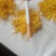 金丝皇菊