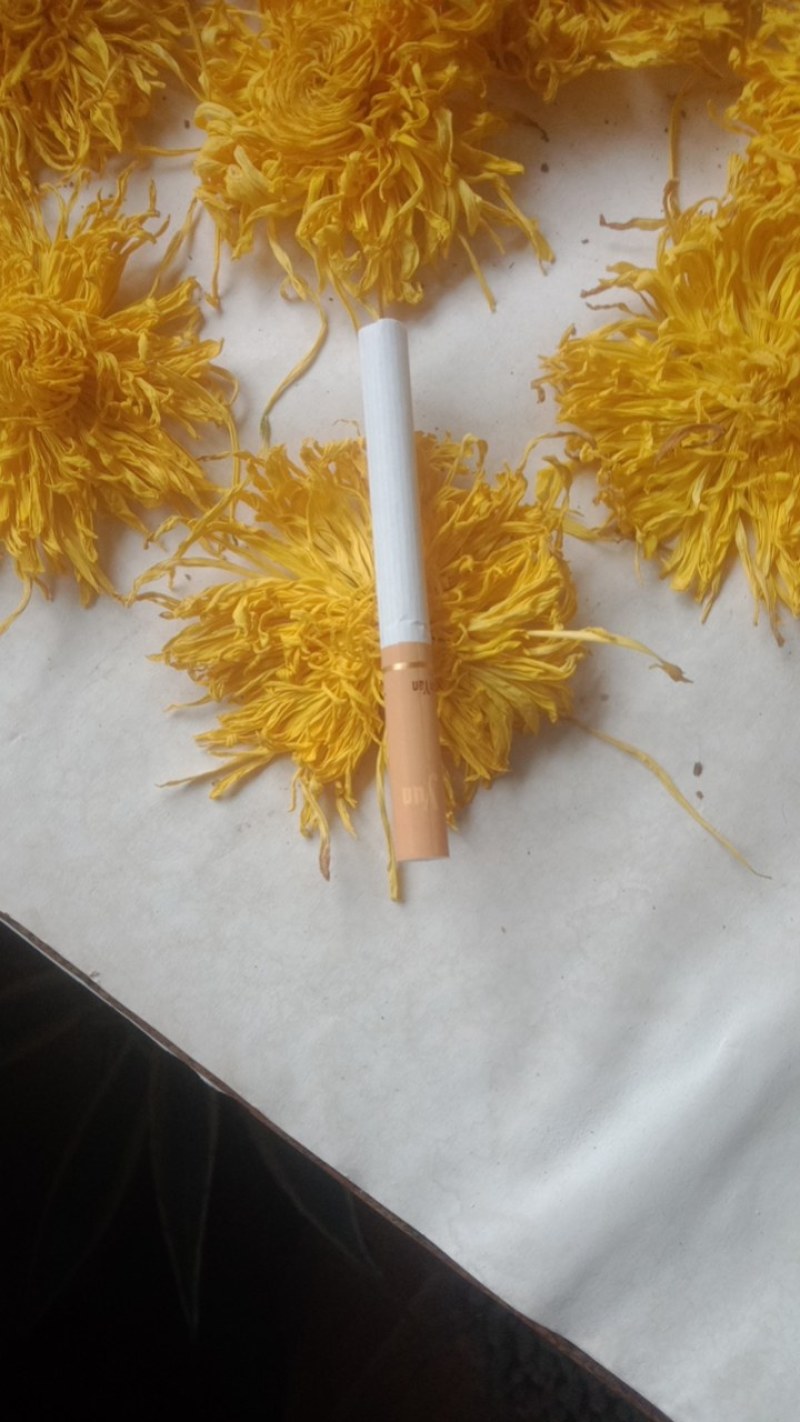 金丝皇菊