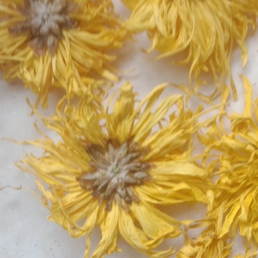金丝皇菊