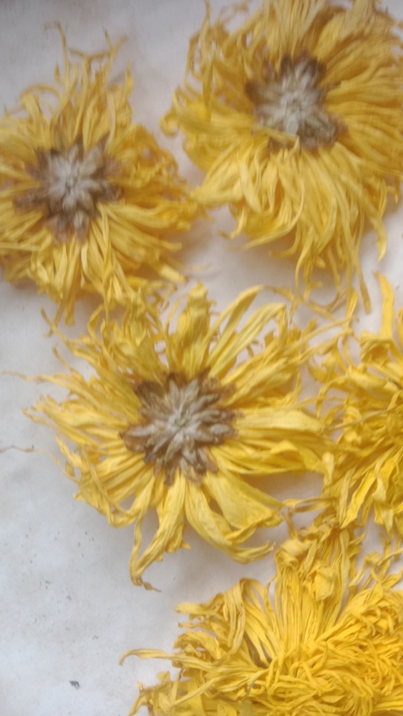 金丝皇菊