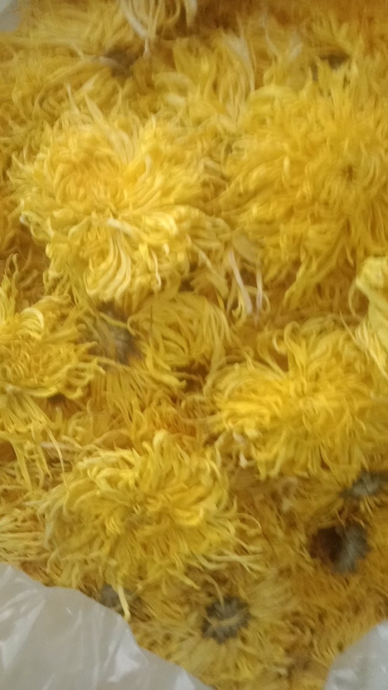 金丝皇菊