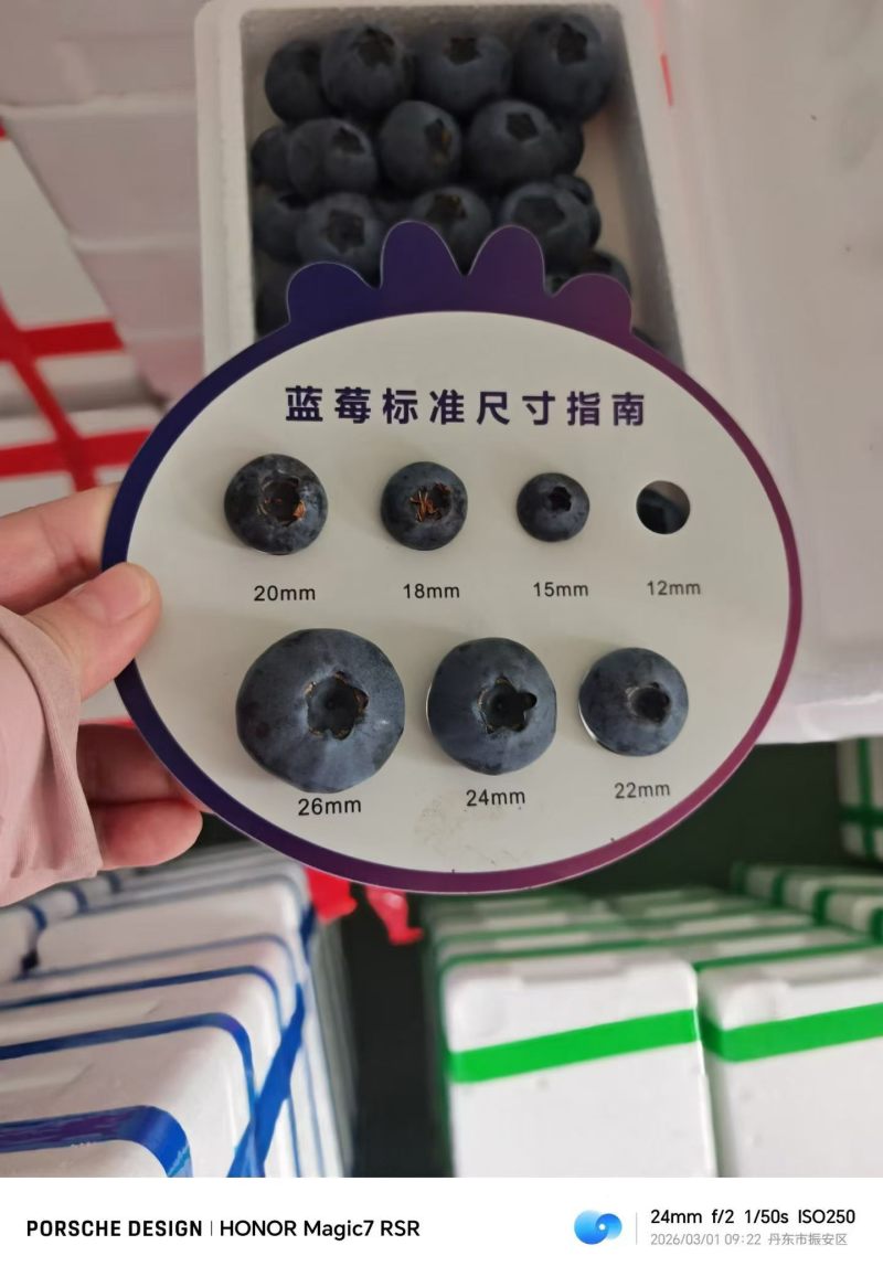 蓝莓优质，大量出货