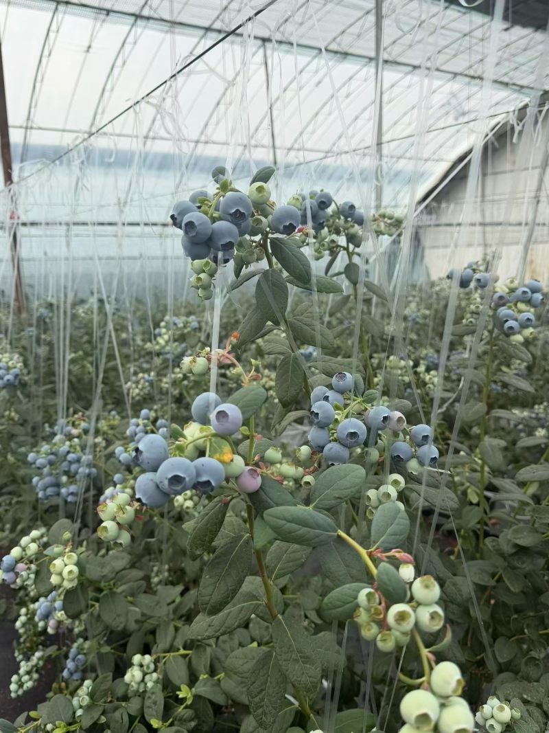 蓝莓优质，大量出货