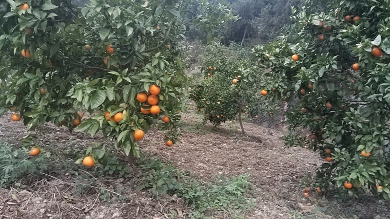 沃柑
