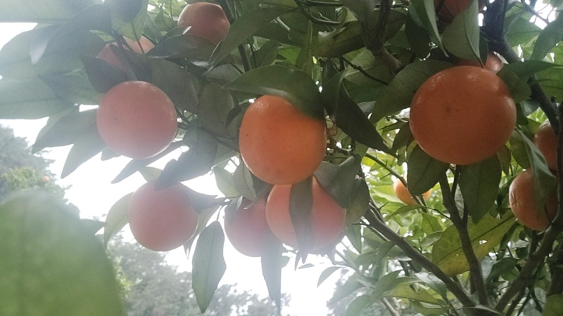 沃柑