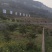 沃柑