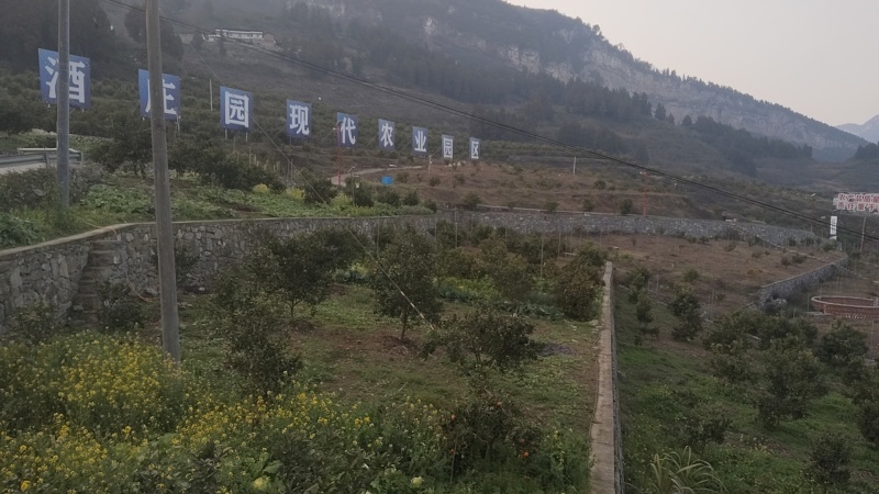 沃柑