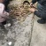 竹笋