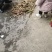 竹笋