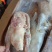 一级两光鹅6只