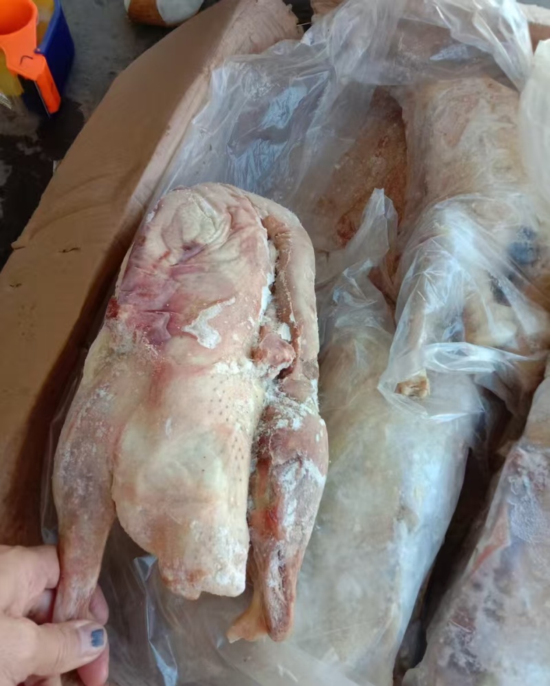 一级两光鹅6只