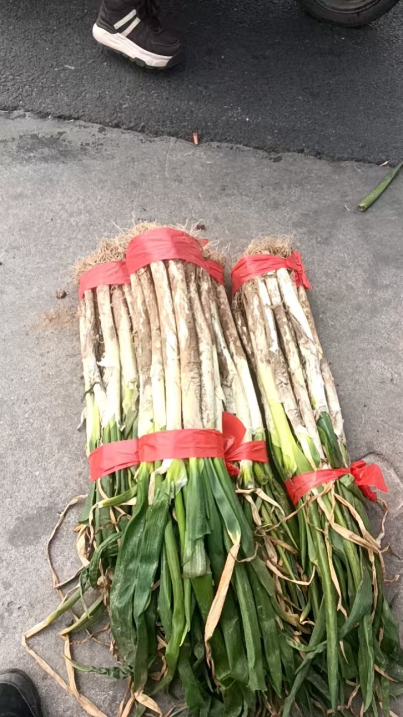 长白葱