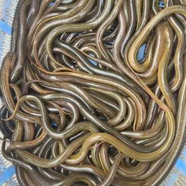纯野生黄鳝