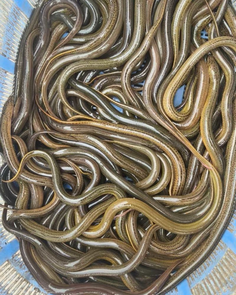 纯野生黄鳝