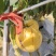 人参果基地直供