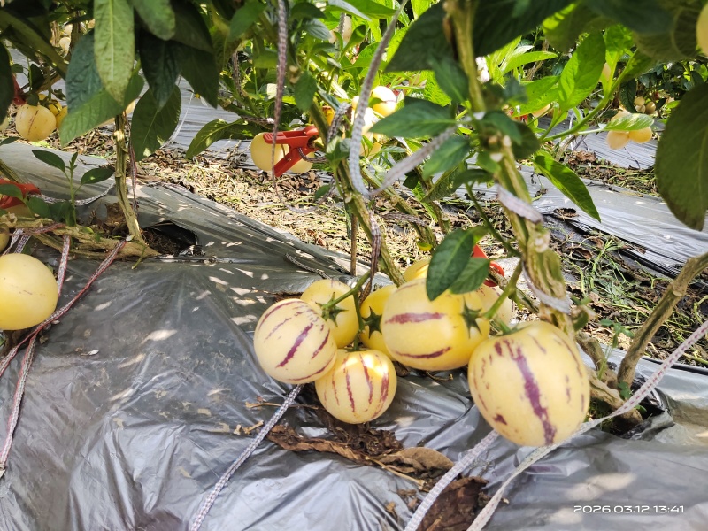 人参果基地直供