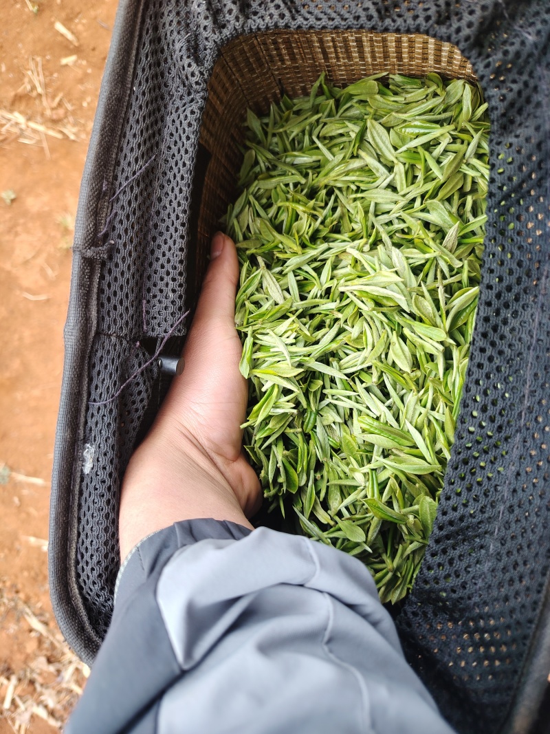 高山茶叶
