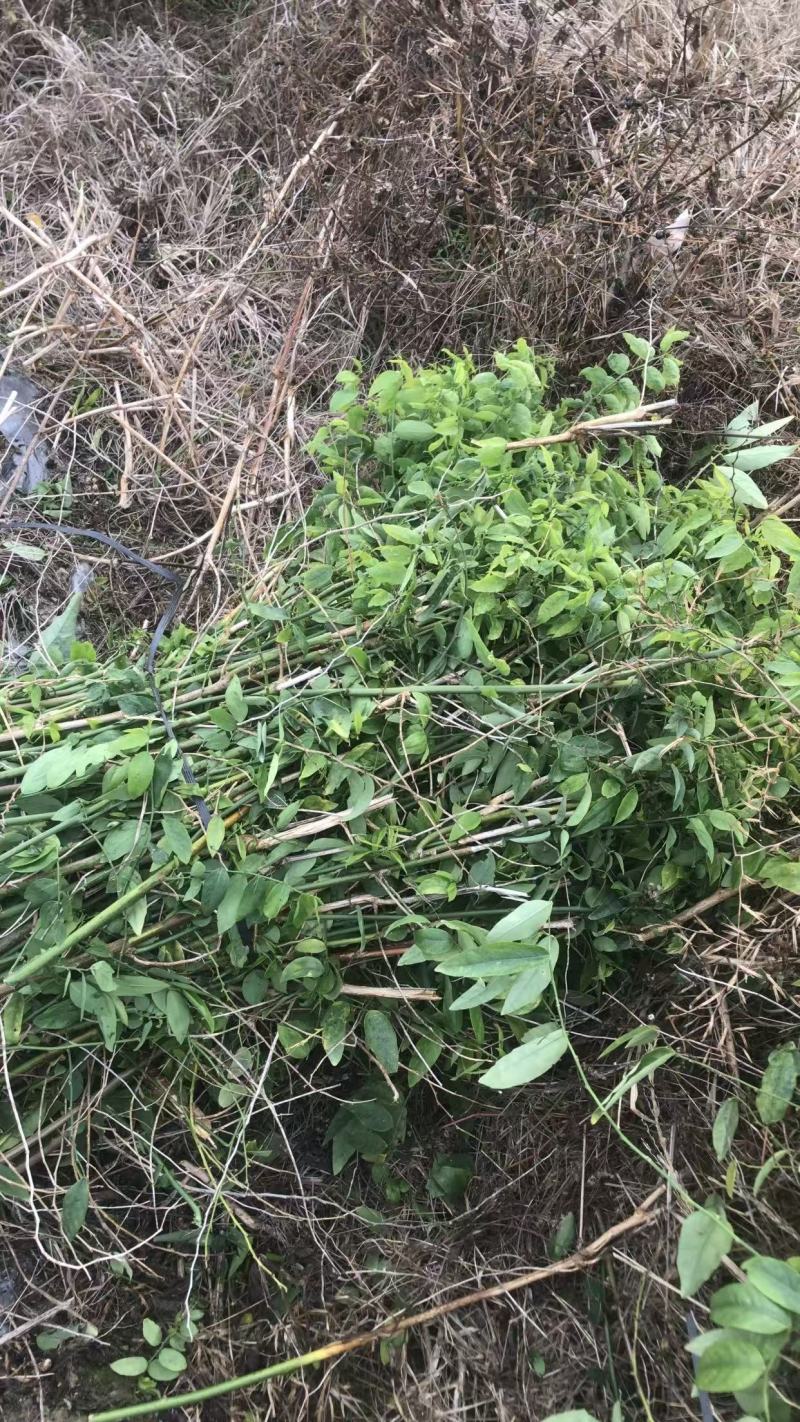 树仔菜和苗