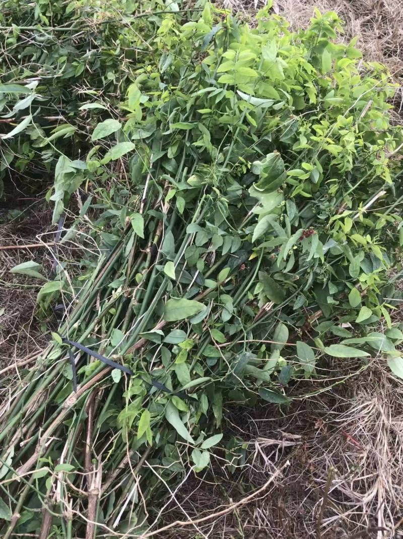 树仔菜和苗