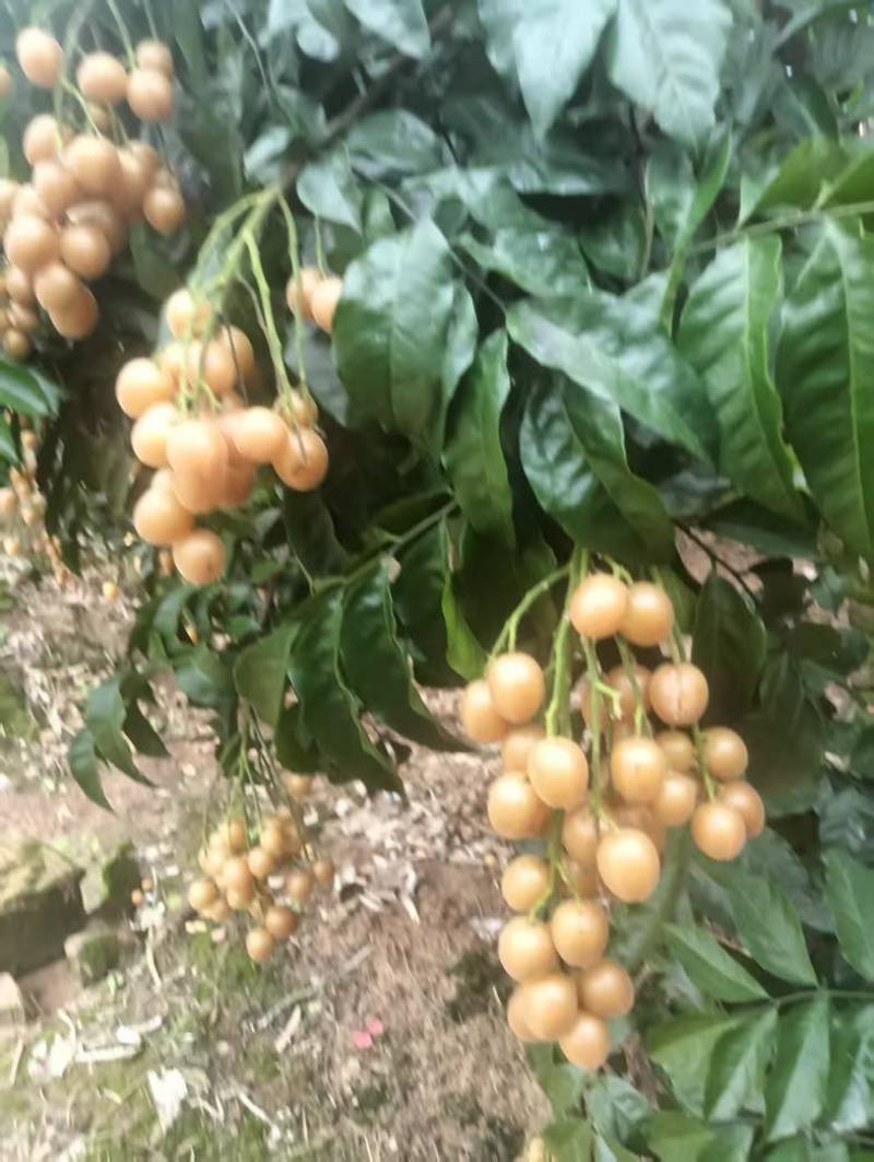 广西黄皮果无籽黄皮鸡心黄皮、土黄皮、黑金刚黄皮果代办包园