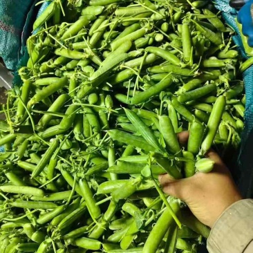 豌豆